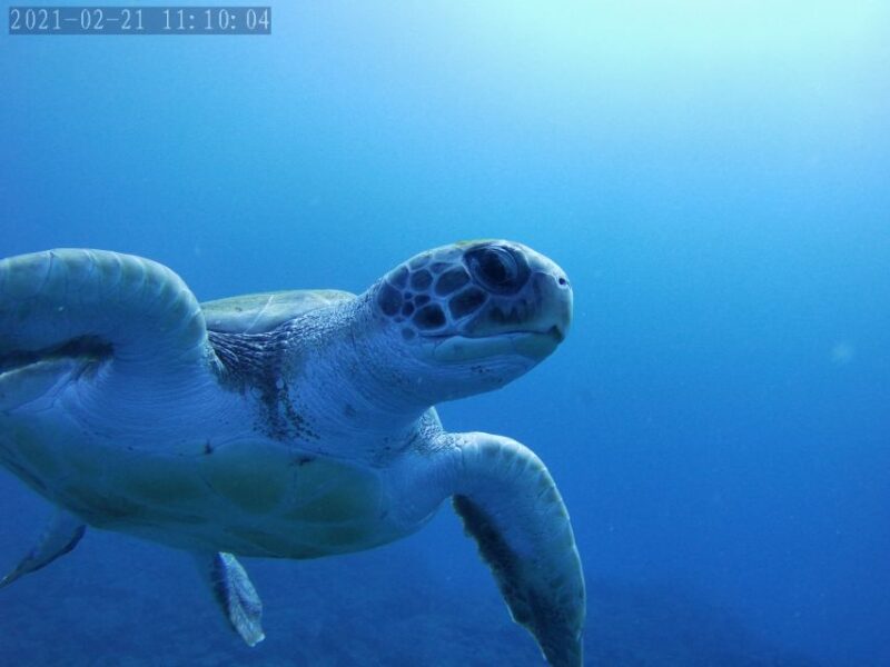 Tenerife: Beginner's Dive at a Spot with Turtle Sightings - Underwater Encounters with Marine Creatures