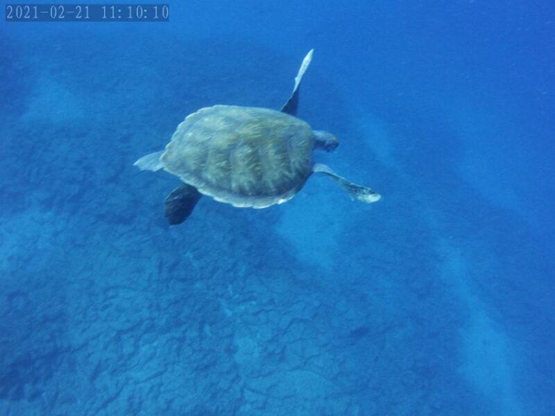 Tenerife: Beginner's Dive at a Spot with Turtle Sightings - Snorkeling Option for Non-Divers