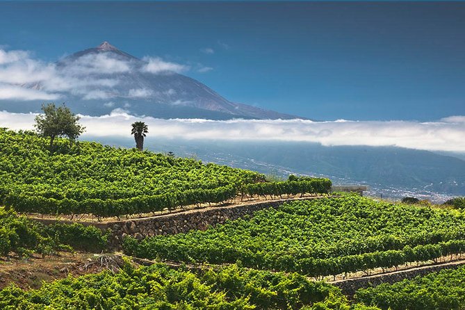 Tenerife Bodegas Monje Winery Tour with Wine and Cheese Tasting - Logistics: Meeting Point and Group Size