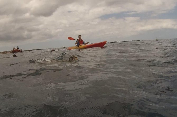 Tenerife by Kayak Adventure in small group - Set Off from Los Cristianos for a Water Adventure in Tenerife