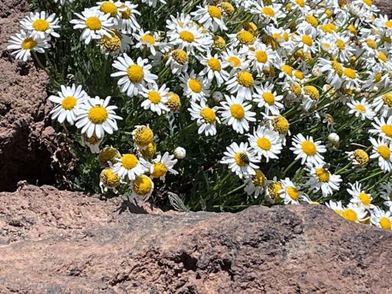 Tenerife: Climb Mount Teide with an official permit and guide - Meeting Point and Logistics