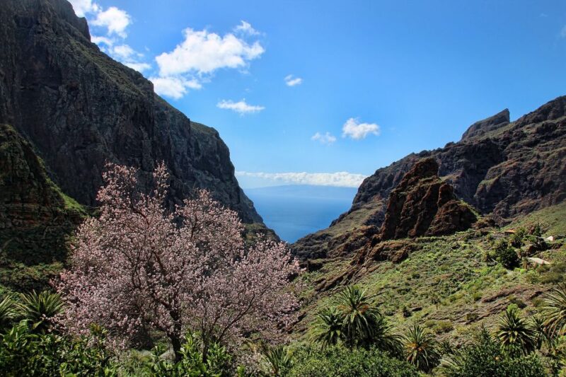 Tenerife: Complete Island Tour with Masca - How the Tour Balances Sightseeing and Pacing