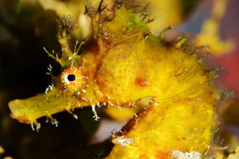 Tenerife: Discover Scuba Diving with Free Photos - Important Safety and Physical Requirements