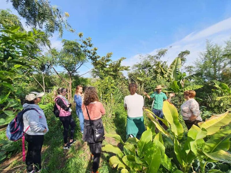 Tenerife: Discover the only vanilla cultivation in Canaries - Unique Vanilla Cultivation on Tenerife in a Small Group Setting