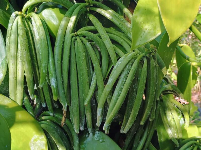 Tenerife: Discover the only vanilla cultivation in Canaries - The Vanilla Cultivation in the Canary Islands