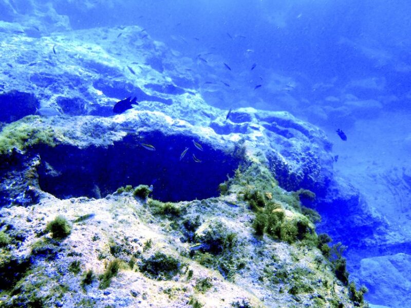 Tenerife Exclusive Snorkeling Trip with Marine Biologist - Tenerife Exclusive Snorkeling Trip with Marine Biologist: An Up-Close Look at Underwater Wonders