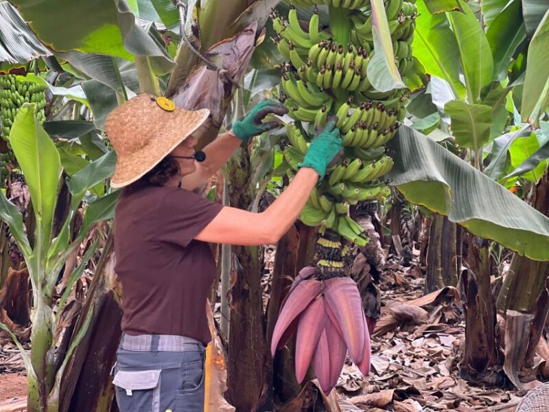 Tenerife: Finca Las Margaritas Banana Plantation Experience - Exploring the Plantation with or without a Guide