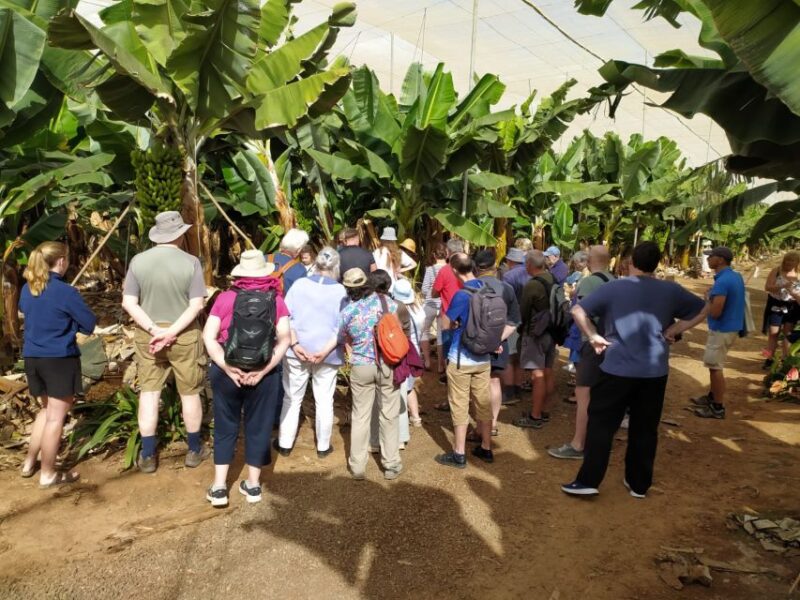 Tenerife: Finca Las Margaritas Banana Plantation Experience - The Demonstration of Gofio Making