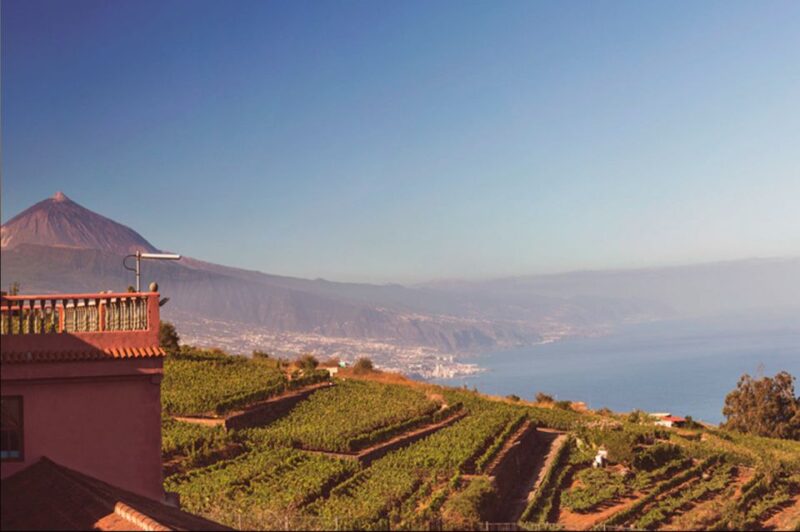 Tenerife: Full-Day Gastronomy and Wine Tour - Logistics: From Pickup to Drop-off