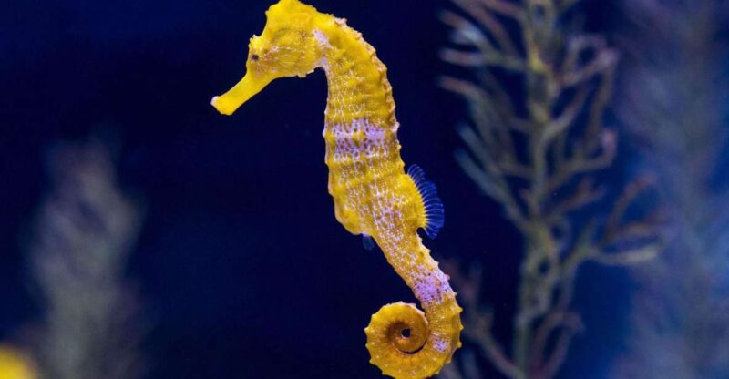 Tenerife: Gran Canaria Full-Day Guided Tour with Aquarium - Who Will Enjoy This Tour Most?
