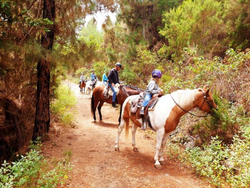 Tenerife: Guided Horseback Riding Tour to the Lomo Forest - Unique Setting at Finca Estrella in Tenerife