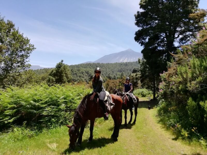 Tenerife: Guided Horseback Riding Tour to the Lomo Forest - The Forest Trail: What Makes It Special