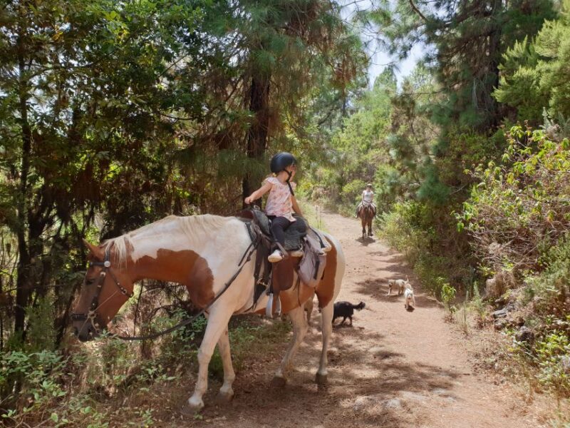 Tenerife: Guided Horseback Riding Tour to the Lomo Forest - Experience Level and Physical Fitness