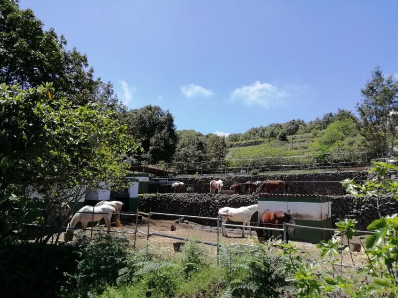 Tenerife: Guided Horseback Riding Tour to the Lomo Forest - How to Book and What to Expect