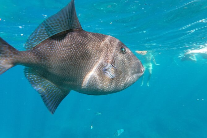 Tenerife: Guided kayak tour with snorkeling in a marine reserve - Snorkeling Break in a Private Bay Accessible Only by Boat