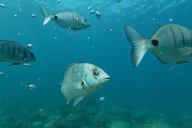 Tenerife: Guided kayak tour with snorkeling in a marine reserve - Marine Wildlife Encounters: Dolphins, Turtles, and More