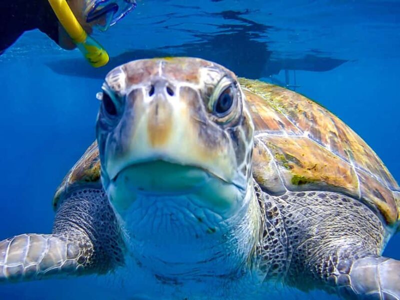 Tenerife: Guided Snorkeling Tour Incl. Gear - Key Points