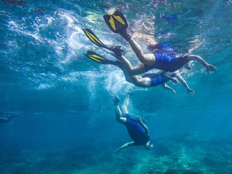 Tenerife: Guided Snorkeling Tour Incl. Gear - The Snorkeling Site and Marine Ecosystem in Tenerife