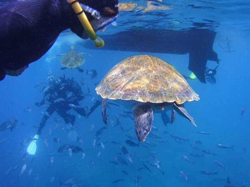 Tenerife: Guided Snorkeling Tour Incl. Gear - The Sum Up: A Solid Choice for Underwater Exploration in Tenerife