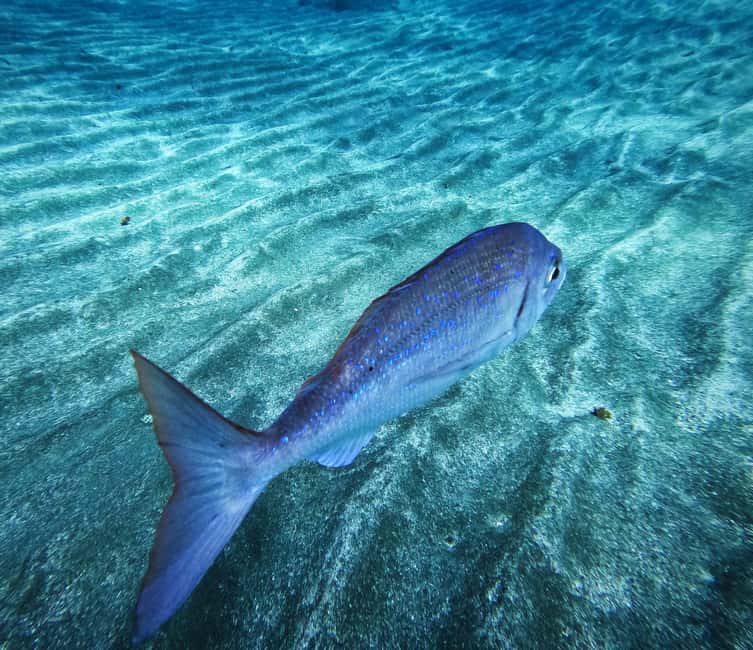 Tenerife: Guided snorkeling with equipment included in the clear waters - Equipment Included for a Hassle-Free Experience