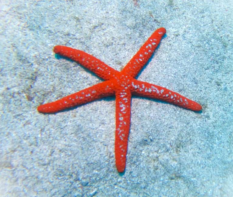 Tenerife: Guided snorkeling with equipment included in the clear waters - From the Dive Center to the Calm Shallow Waters
