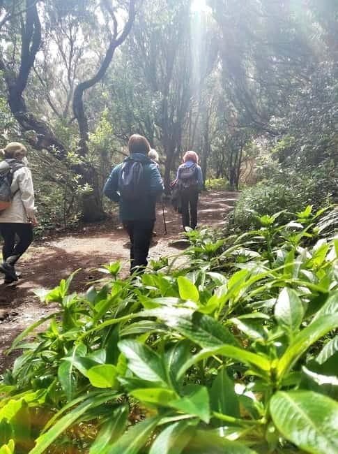 Tenerife: Guided tour guide in the Anaga Rural Park - Discover Tenerife’s Green Heart: Guided Tour in Anaga Rural Park