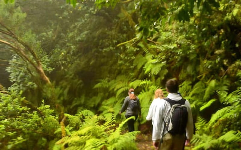 Tenerife: Guided tour guide in the Anaga Rural Park - The Trail and Its Unique Features