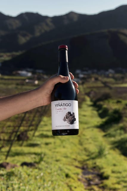 Tenerife: Guided tour with tasting of 6 wines - The Practicalities: Tour Logistics and Accessibility