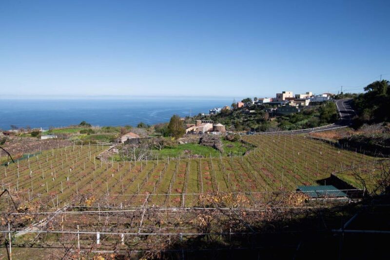 Tenerife: Guided tour with tasting of 6 wines - Who Will Appreciate This Experience Most