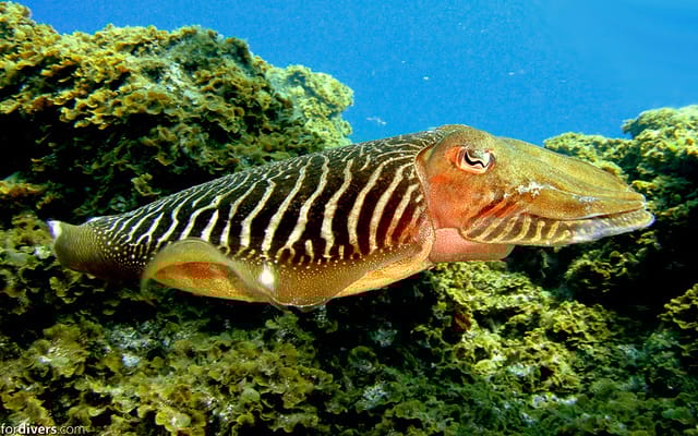 Tenerife: Half-Day Snorkeling Tour - What’s Included and What to Bring