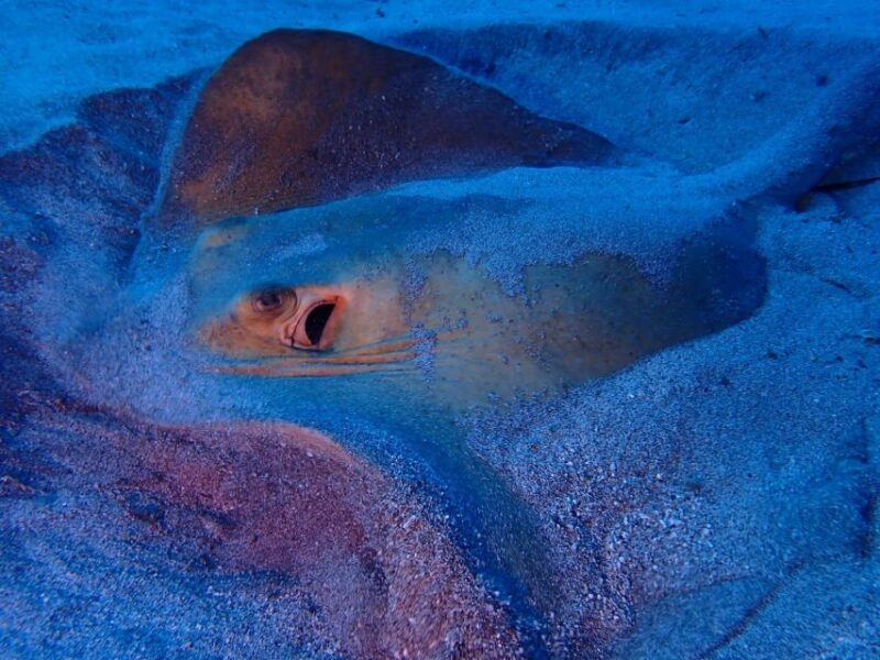 Tenerife: Half-Day Snorkeling Tour - Group Size and Personalized Service