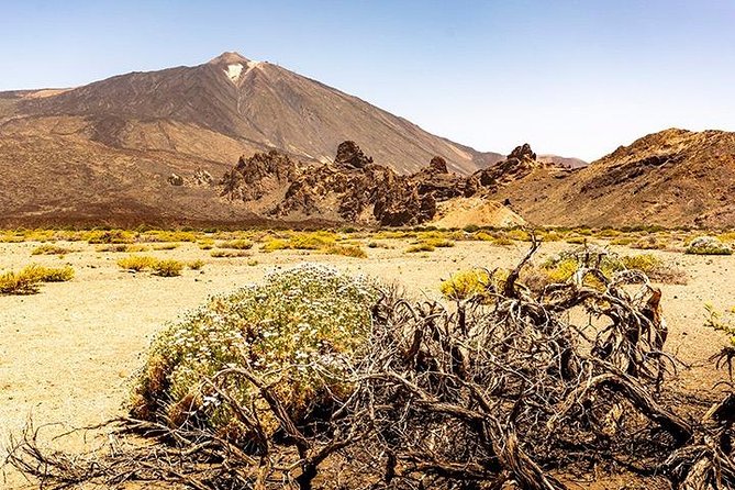 Tenerife Highlights Full-Day Tour - Icod Los Vinos and the Ancient Drago Tree