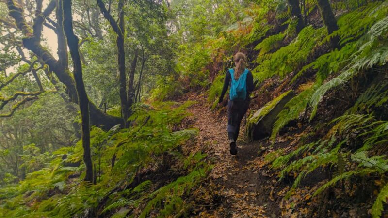 Tenerife: Hike Above Masca in Enchanted Forest with Pick-up - Visiting the Enchanted Laurel Forest: An Otherworldly Experience