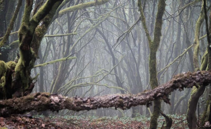 Tenerife: Hike Above Masca in Enchanted Forest with Pick-up - Breathtaking Views from Scenic Vantage Points