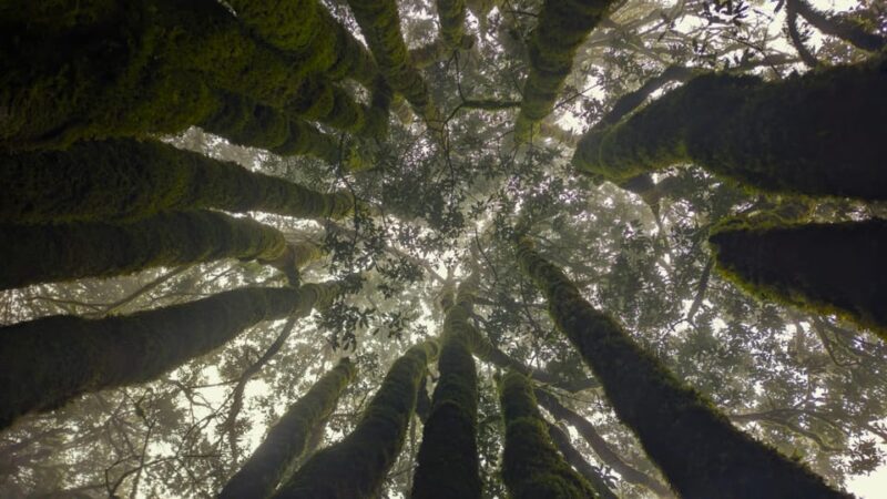 Tenerife: Hike Above Masca in Enchanted Forest with Pick-up - Who Should Consider This Tour