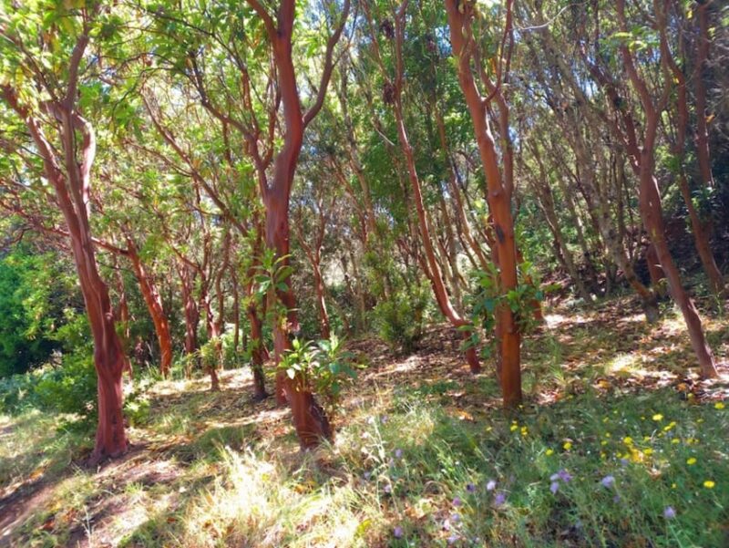Tenerife: Hiking Above the Village of Masca - What You Need to Bring for the Hike