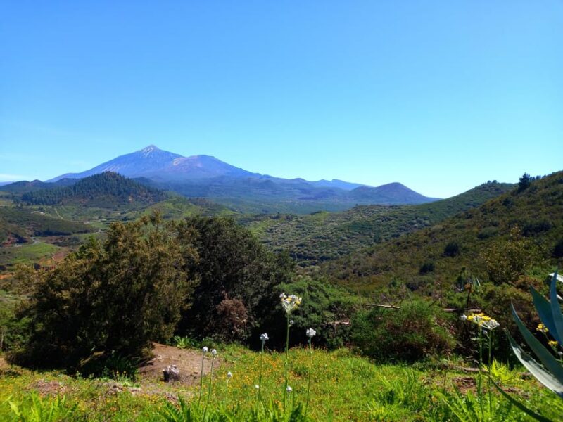 Tenerife: Hiking Above the Village of Masca - The Guided Tour Experience and Professionalism
