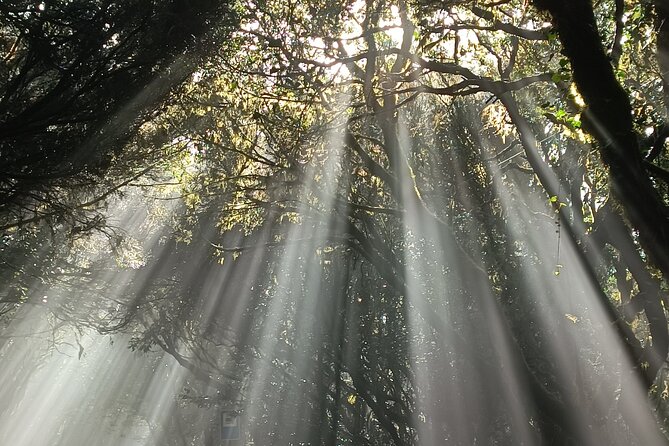 Tenerife: Hiking Tour in Anaga Mountains & Enchanted Forest - Realistic Expectations and Challenges