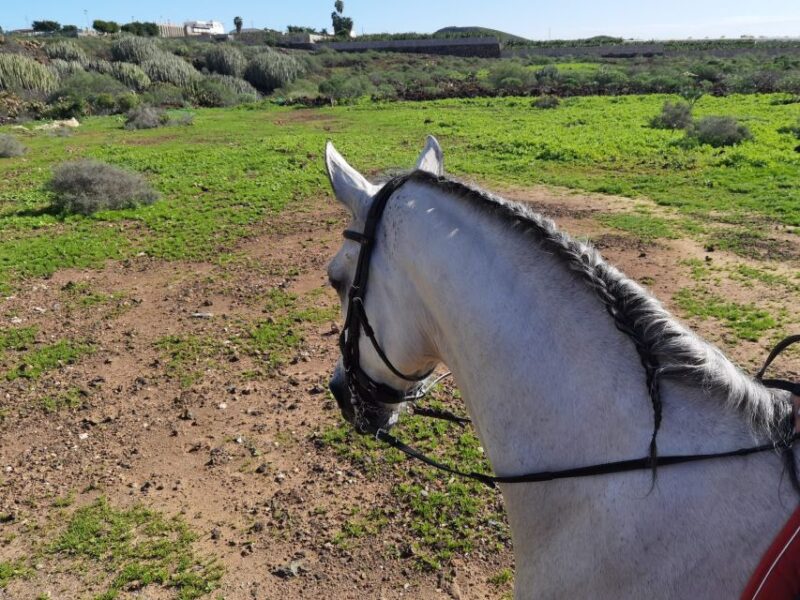 Tenerife: Horseback Ride with Instructor - Flexibility and Weather Considerations