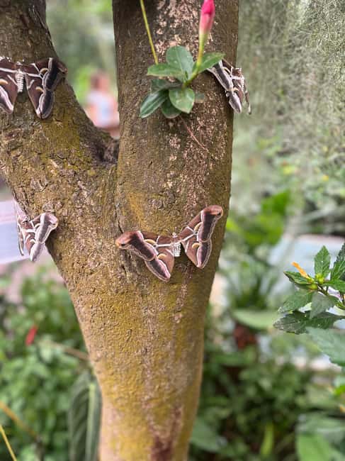 Tenerife: Icod de los Vino, Garachico & Guachinche Tour - Tasting Authentic Canarian Cuisine at a Guachinche