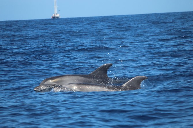 Tenerife : Jet Ski Tour with option for Quad Trip - What You Need to Know About the Jet Ski Experience