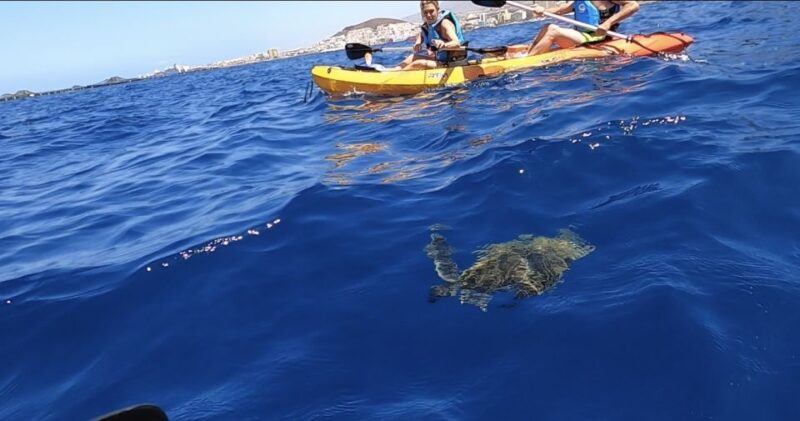 Tenerife: Kayak Safari and Sea Turtle Snorkeling - Tenerife: Kayak Safari and Sea Turtle Snorkeling