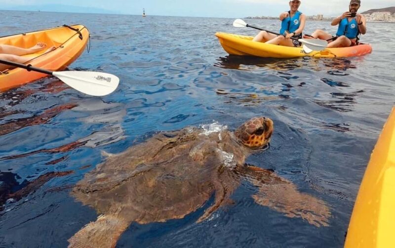 Tenerife: Kayak Safari and Sea Turtle Snorkeling - Key Points