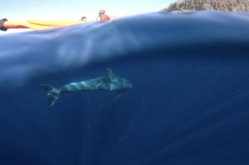 Tenerife: Kayak Safari and Sea Turtle Snorkeling - Physical Requirements and Accessibility