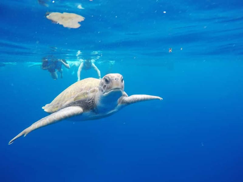 Tenerife: Kayak & Snorkel with Turtles & Dolphins w/Photos - Kayaking Along the Black Volcanic Cliffs