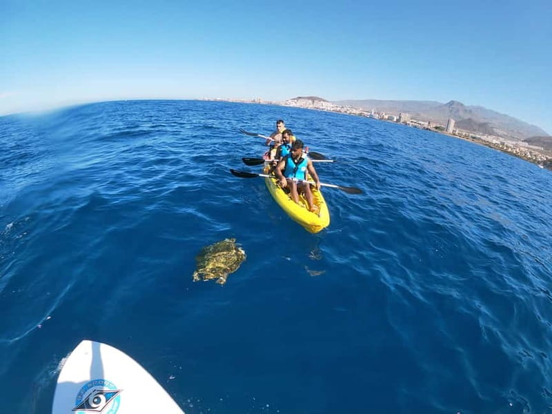 Tenerife: Kayak & Snorkel with Turtles & Dolphins w/Photos - Wildlife Encounters: Dolphins, Fish, and Crabs