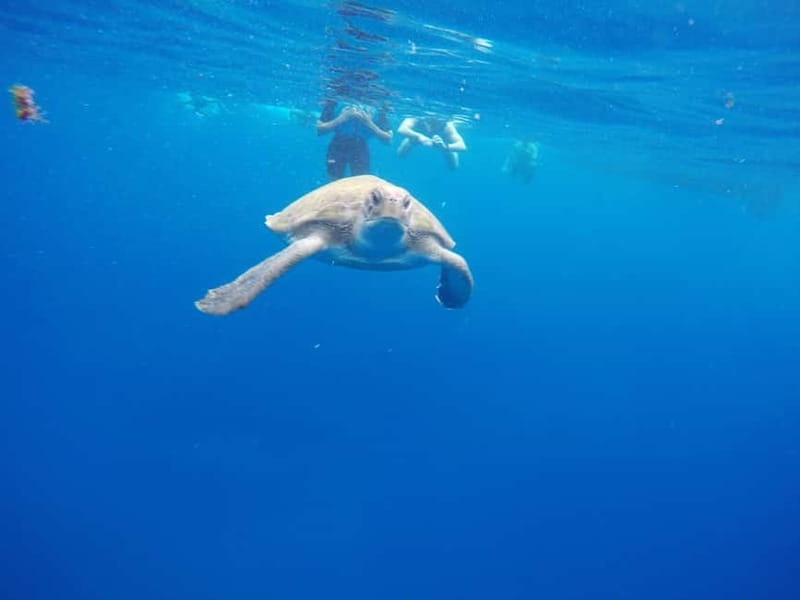 Tenerife: Kayak & Snorkel with Turtles & Dolphins w/Photos - The Experience for Families and Beginners