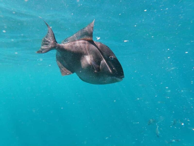 Tenerife: Kayak & Snorkeling, Marine Fauna Watching - Meeting Points and Practical Considerations