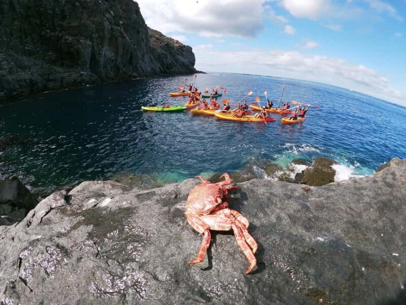 Tenerife: Kayak with Dolphins and Snorkel with Turtles - Snorkeling at a Popular Diving Cove
