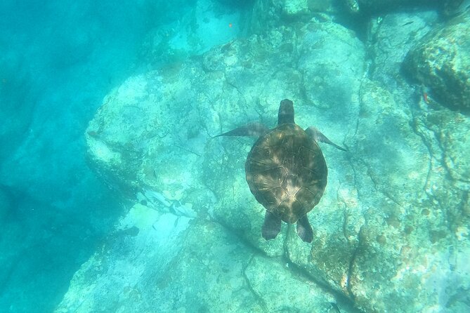 Tenerife: Kayaking and snorkeling, snacks, photos and marine life safari - Key Points